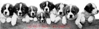 Dry Mouth Saint Bernard puppies for sale